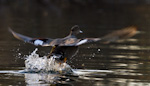Gadwall Taking Flight